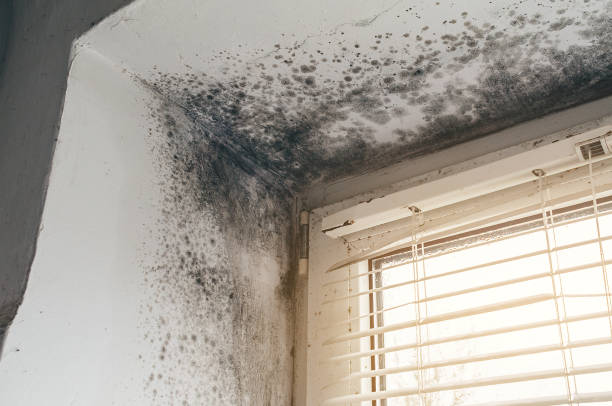Affordable Mold Removal solutions in Franklin, VA
