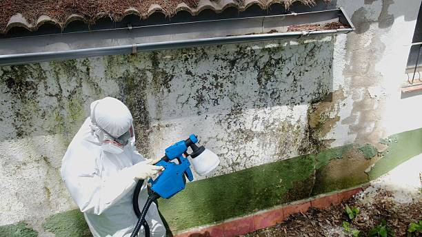 Top rated local Mold Removal specialists in Franklin, VA
